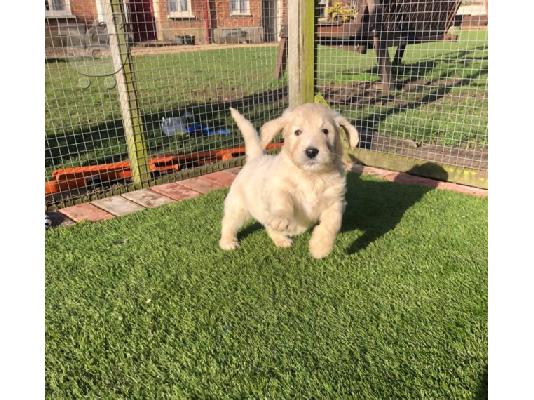 PoulaTo: Όμορφα Golden Retriever κουτάβια